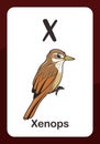 Animal Alphabet Flashcard - X for Xenops Bird Royalty Free Stock Photo