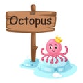 Animal alphabet letter O for octopus