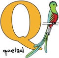 Animal alphabet Q (quetzal)