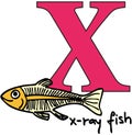 Animal alphabet X (x-ray fish)