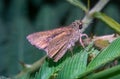 Animal, animals, arctic skipper butterfly, arthropod, arthropods, background, beautiful, beauty, brighton, broad-winged skipper bu