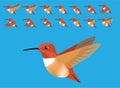 Animal Animation Sequence Bird Flying Rufous Hummingbird Cartoon Vector