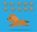 Animal Animation Sequence Dog Cockapoo Cartoon Vector