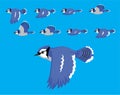 Animal Animation Sequence Blue Jay Flying Cartoon Vector