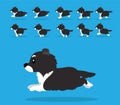 Animal Animation Sequence Dog Shelties Shetland Sheepdog Cartoon