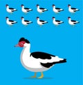Animal Animation Sequence Muscovy Duck Cartoon Vector
