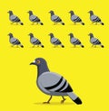 Animal Animation Sequence Pigeon Walking Cartoon Vector