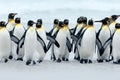 Animal from Antarctica. Group of king penguins coming back together from sea to beach with wave a blue sky, Volunteer Point, Falkl