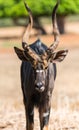 Animal antelope bongo Royalty Free Stock Photo