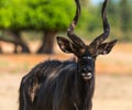 Animal antelope bongo Royalty Free Stock Photo