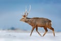 Animal with antler in the nature habitat, winter scene, Hokkaido, wildlife nature, Japan. Hokkaido sika deer, Cervus nippon yesoen Royalty Free Stock Photo