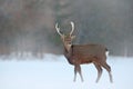 Animal with antlers in the nature habitat, winter scene from Japan. Hokkaido sika deer, Cervus nippon yesoensis, on the snowy mead