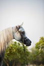 Free Arabian White horse A beautiful Royalty Free Stock Photo