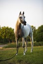 Dubai Arabian White horse