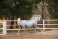 Lovely Arabian White horse, dubai Royalty Free Stock Photo