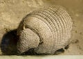 Animal Armadillo.