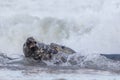Animal attack. Two grey seals fighting in the sea water Royalty Free Stock Photo