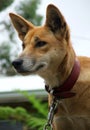 Animal - Australian dingo