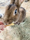 Chinchilla rex rabbit eats from the hand