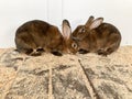 Two rabbits of the chinchilla rex breed