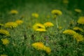 Taraxacum officinale as a dandelion or common dandelion . In Polish it is known as \