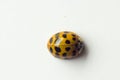 Ladybug on white background Royalty Free Stock Photo