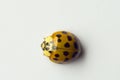 Ladybug on white background Royalty Free Stock Photo