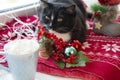 Black cat is waiting for Christmas on the window Royalty Free Stock Photo