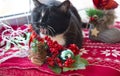 Black cat yawns sitting in the Christmas interior Royalty Free Stock Photo