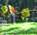 Butterfly on a branch in the morning Royalty Free Stock Photo