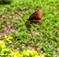 Butterfly on a branch in the morning Royalty Free Stock Photo