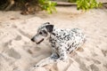 Animal background dog sit alone on beach in day time Royalty Free Stock Photo
