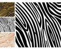 Animal background pattern - zebra skin print Royalty Free Stock Photo