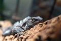 Animal reptile wild lizard background nature wildlife isolated predator, from exotic tropical in creature for gecko