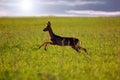 Animal background. Roe-deer Royalty Free Stock Photo