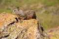 Single ground squirrel sitting on rock