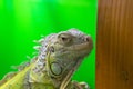 Animal background wild reptile lizard nature wildlife white tail, concept exotic tropical from small from gecko t, pet