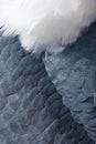 Animal backgrounds - Feathers Royalty Free Stock Photo