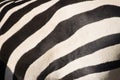 Animal backgrounds - Zebra path