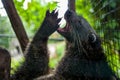 Animal at Bali Zoo in Indonesia