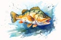 Animal_Bass_Fish_Watercolors_Illustration1_3