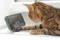 Animal. A beautiful Bengal cat lies on the table and looks at the phone screen at a cat that looks like him. Royalty Free Stock Photo