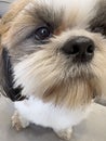 Animal, beautiful dog breed Shih Tzu close-up. Royalty Free Stock Photo