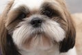 Animal, beautiful dog breed Shih Tzu close-up. Royalty Free Stock Photo