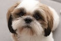 Animal, beautiful dog breed Shih Tzu close-up. Royalty Free Stock Photo