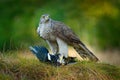 Animal behaviour in the forest. Bird of prey Goshawk with killed Eurasian Magpie in the grass in green forest. Wildlife scene from