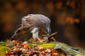 Animal behaviour, wildlife scene from nature. Goshawk in the orange vegetation.Goshawk, Accipiter gentilis, feeding on killed hare Royalty Free Stock Photo