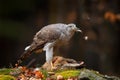 Animal behaviour, wildlife scene from nature. Goshawk in the orange vegetation.Goshawk, Accipiter gentilis, feeding on killed hare