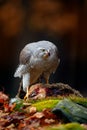 Animal behaviour, wildlife scene from nature. Goshawk in the orange vegetation.Goshawk, Accipiter gentilis, feeding on killed hare