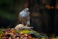 Animal behaviour, wildlife scene from nature. Goshawk in the orange vegetation.Goshawk, Accipiter gentilis, feeding on killed hare Royalty Free Stock Photo